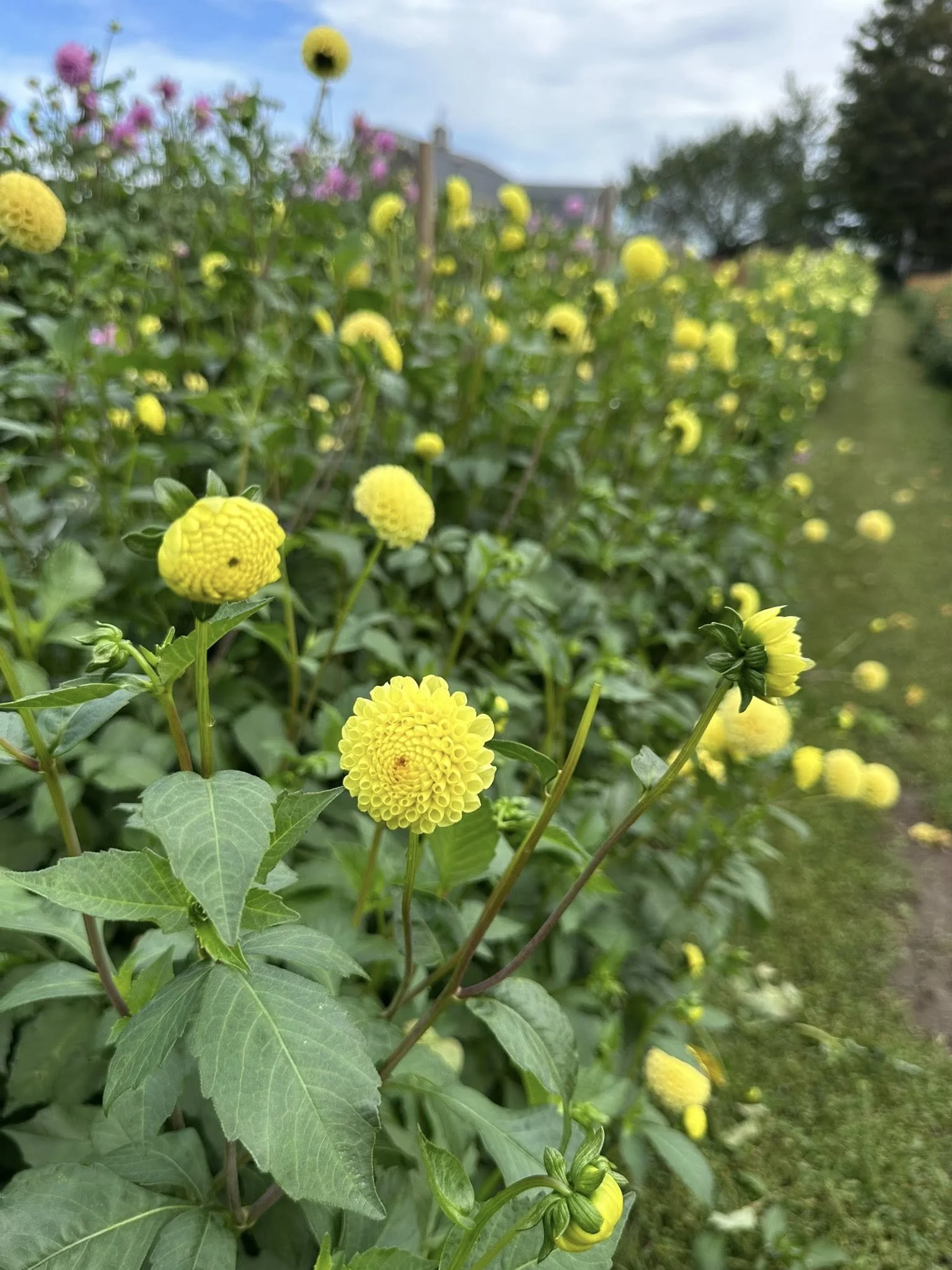 Dahlia Little Scottie (LTS) 3 Tubers — Dahlia Shed